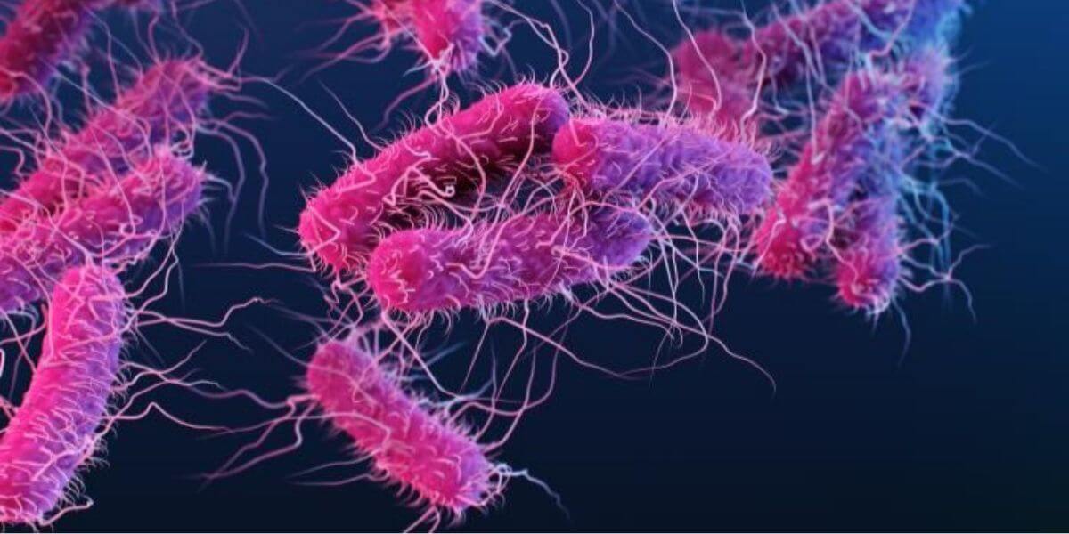 E. coli