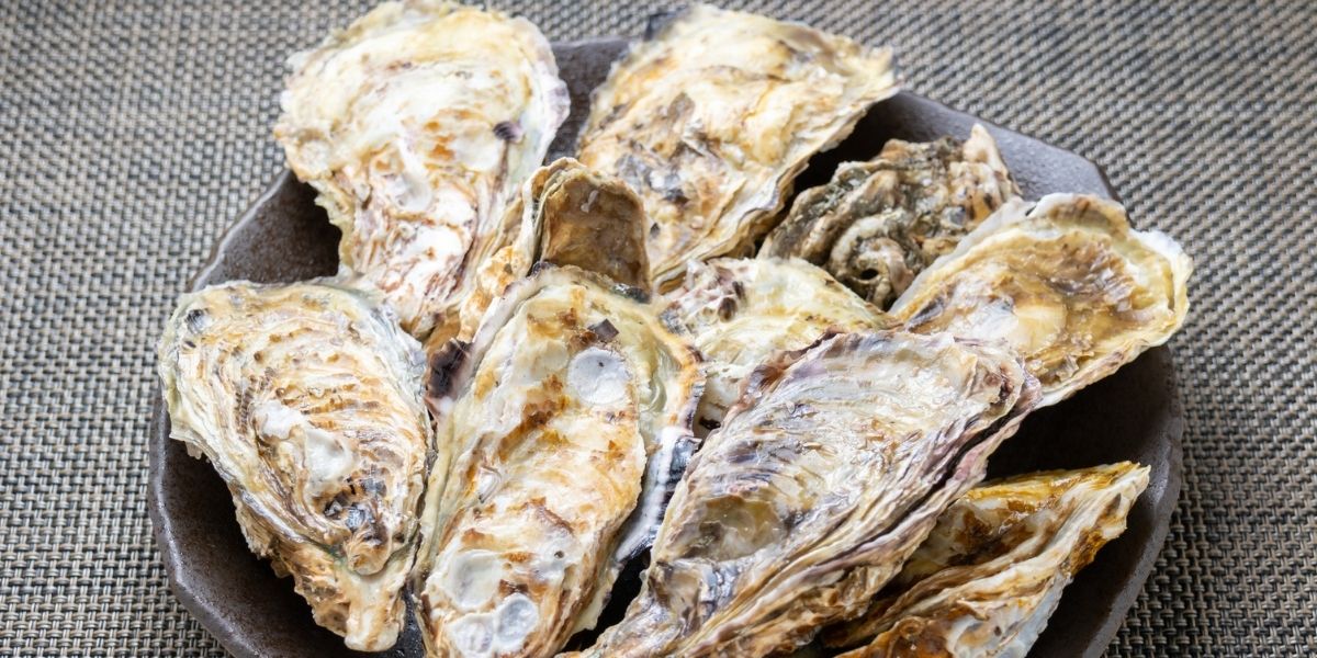 Oysters