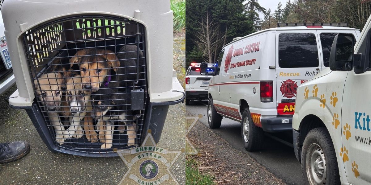 Animal Control Officers