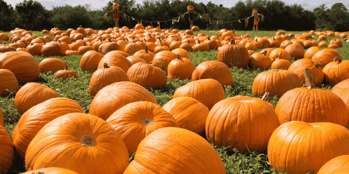 pumpkins